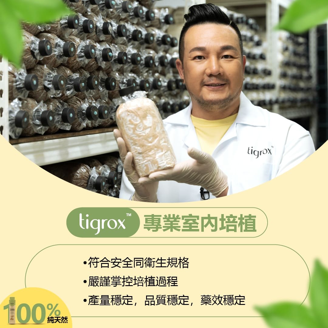 室內培植虎乳芝 安全可靠