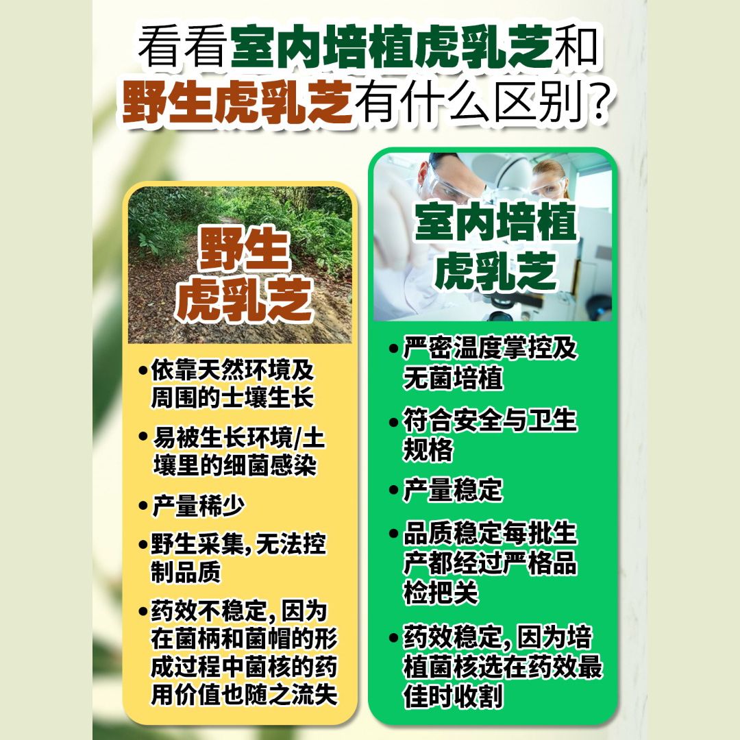 野生虎乳芝 vs Tigrox虎乳芝