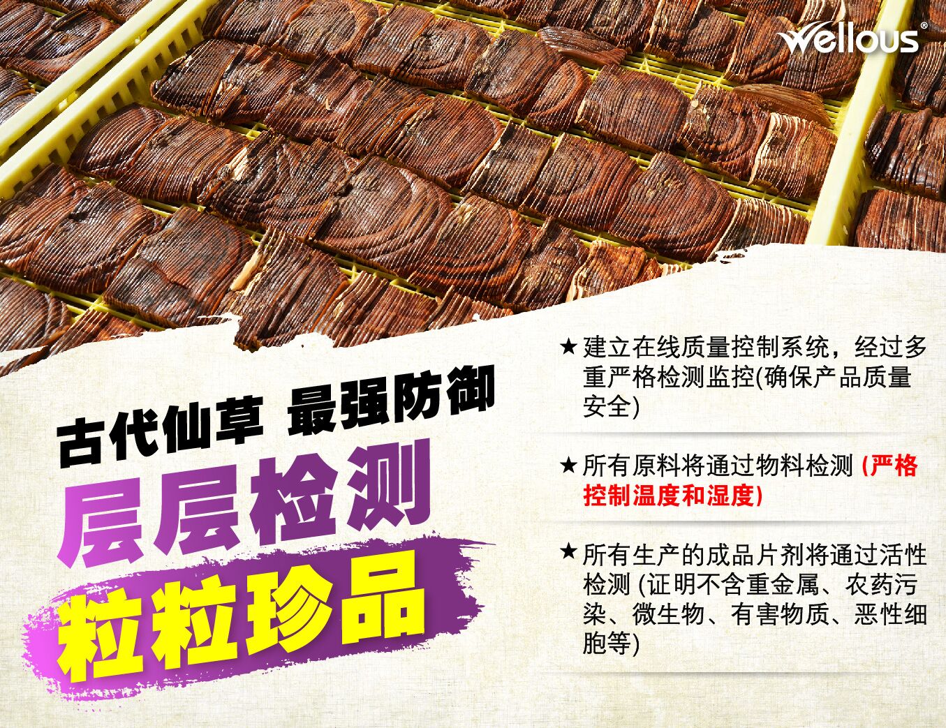 仙草灵芝