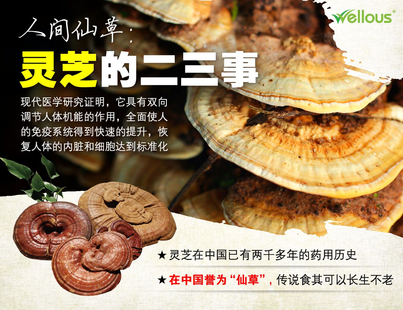 灵芝的好处