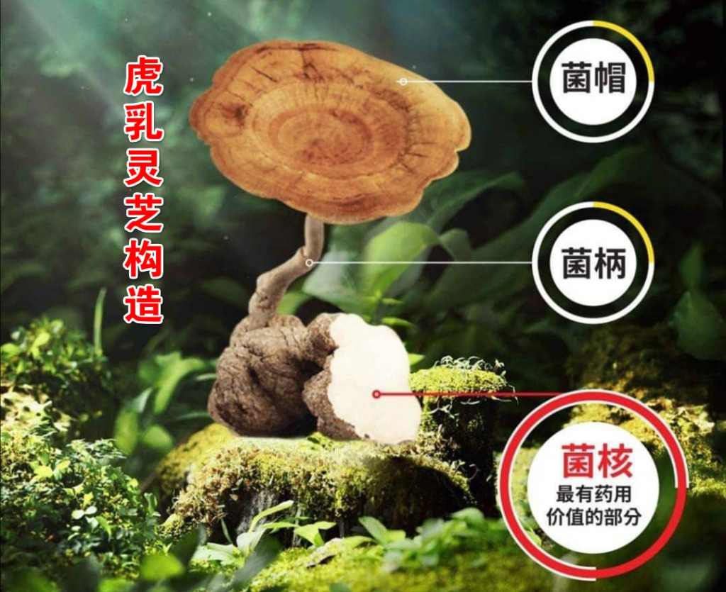 虎乳芝的构造