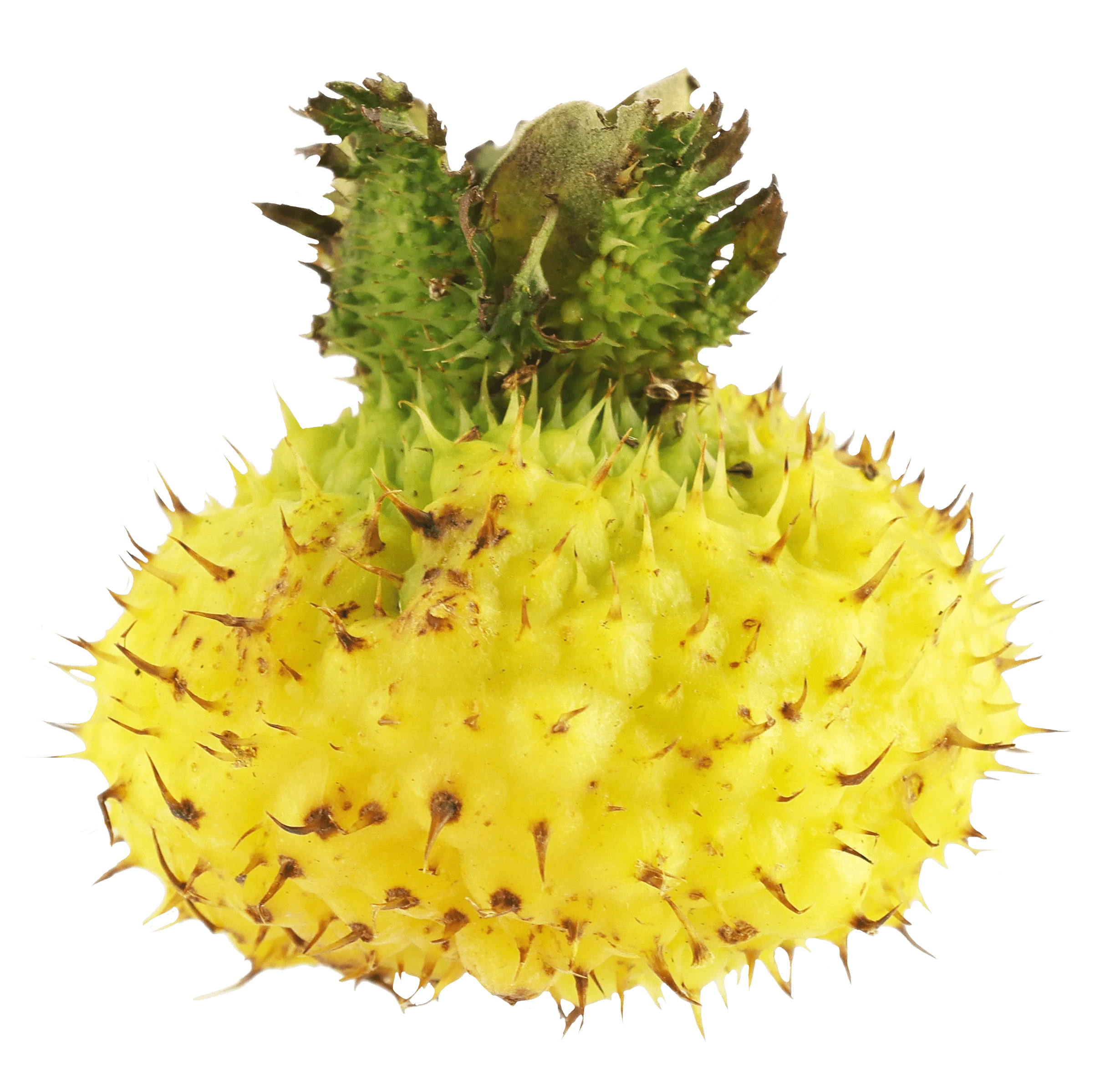 Cili Extract