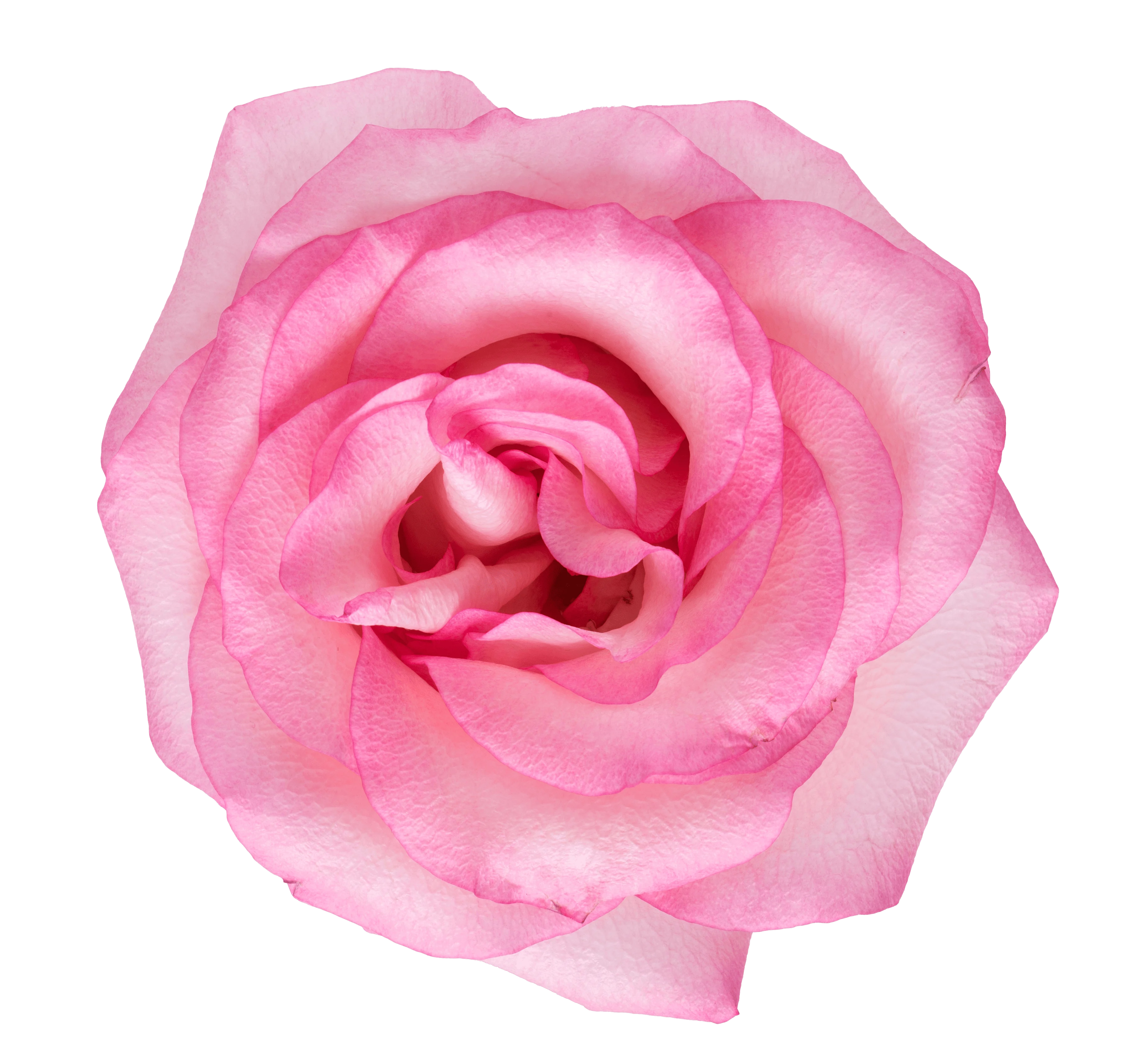 Rose Crysta
