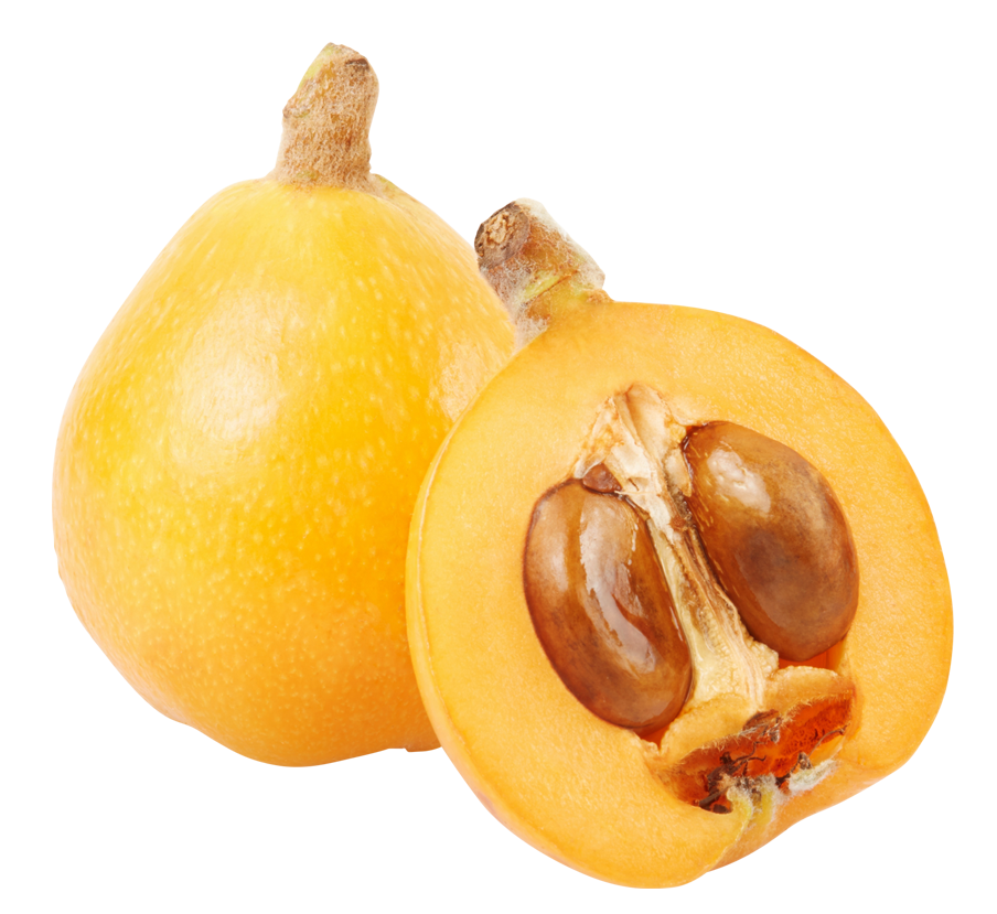Loquat