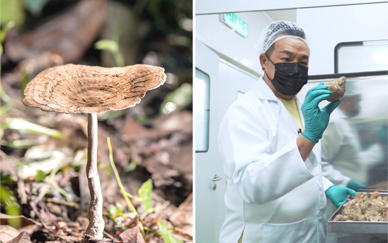 室内培植与野生区别
