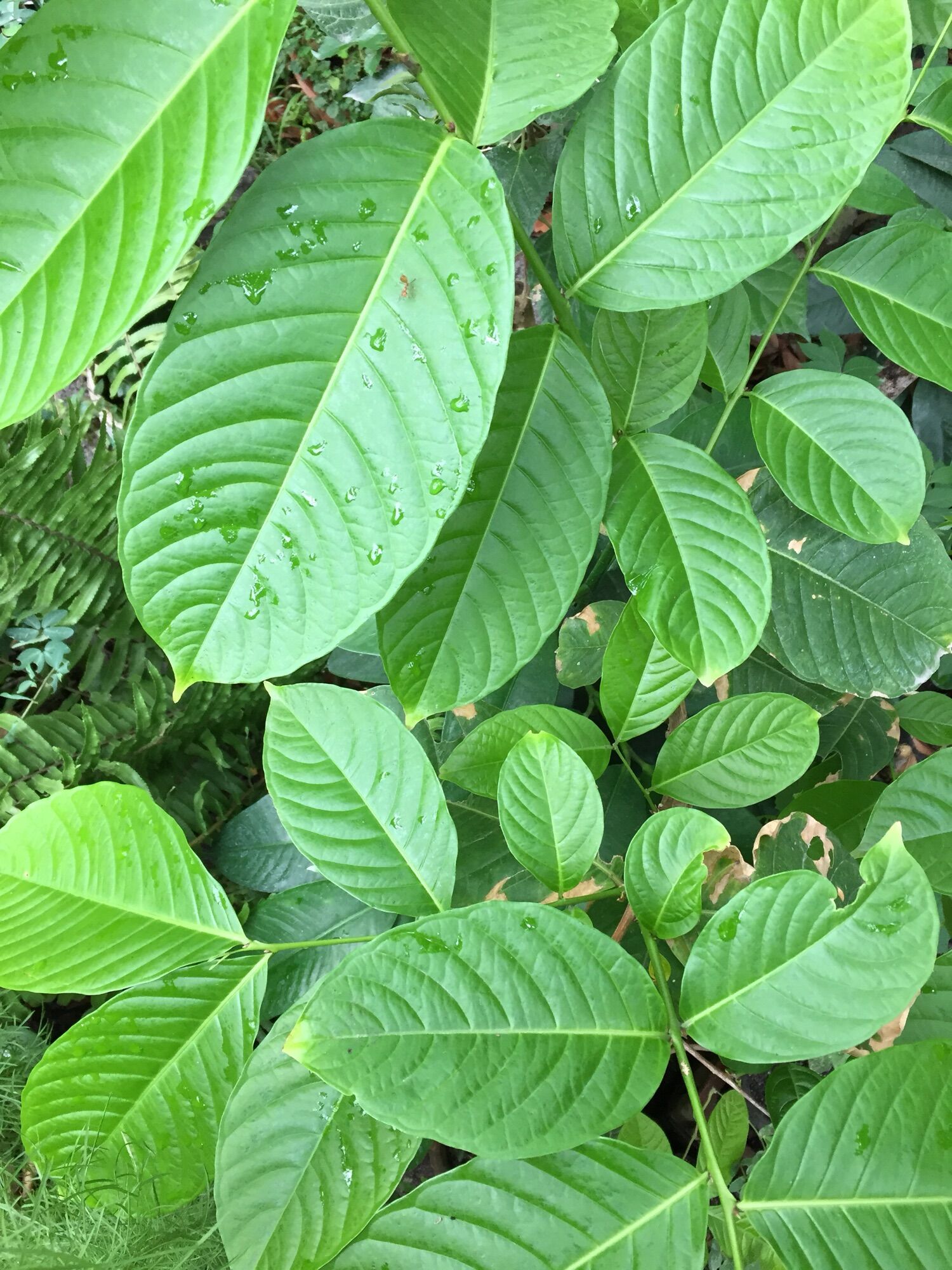 Banaba Leaf Extract