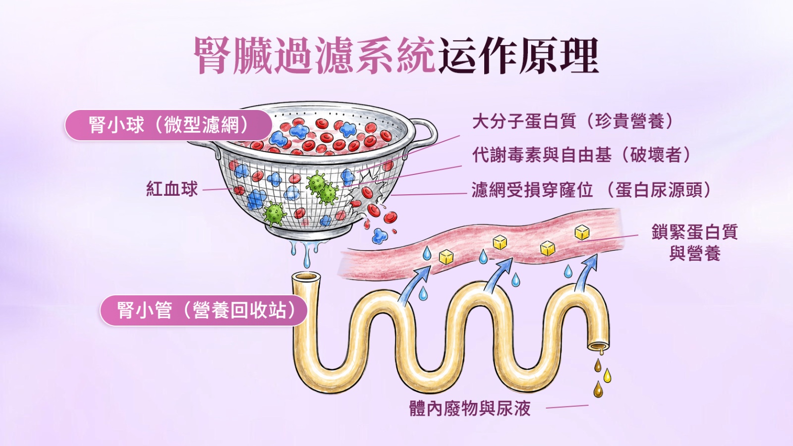 腎臟原理