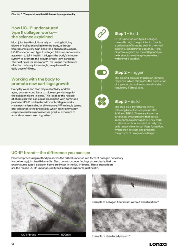 Scientific Mechanism of UC-II and Treg Cells