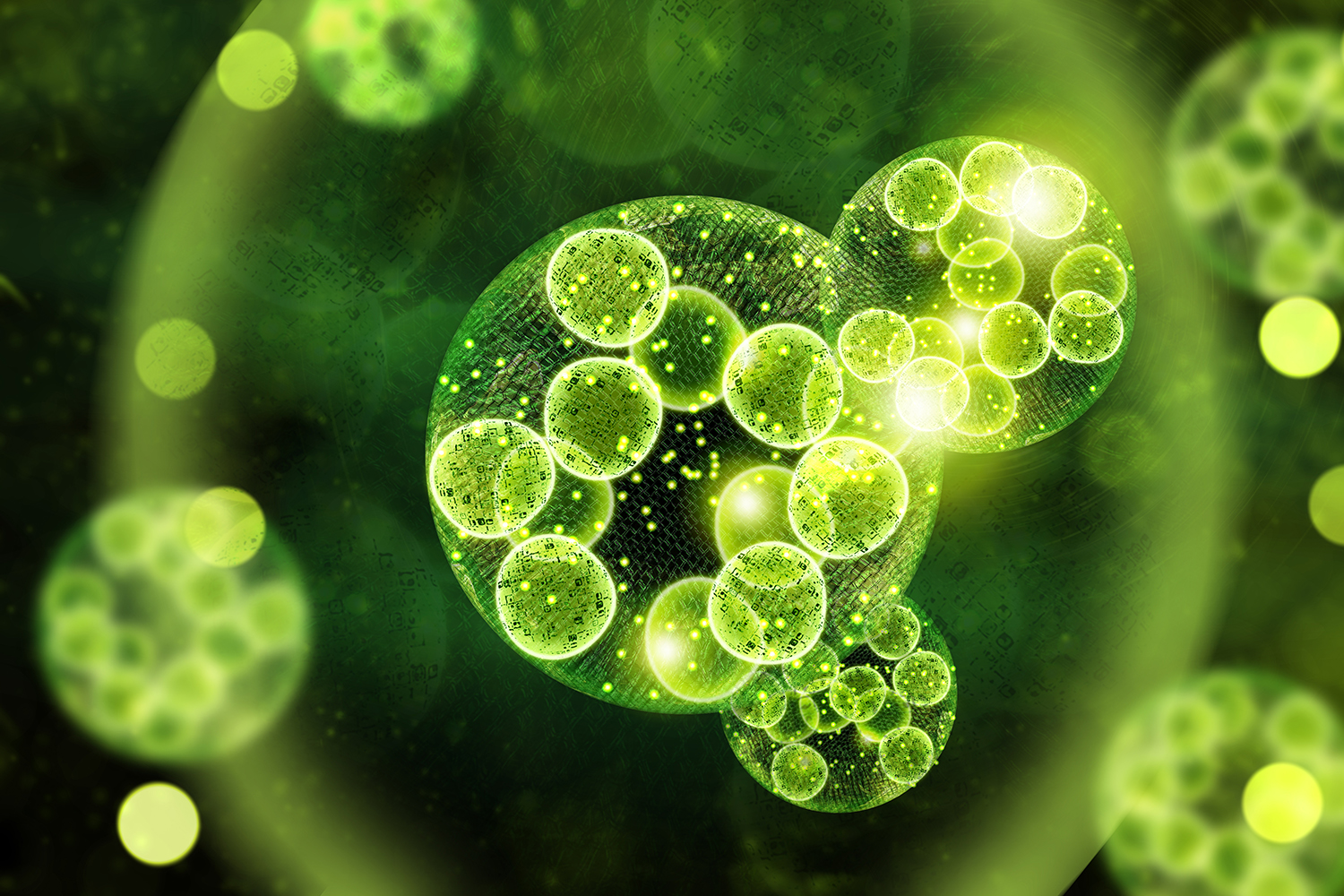 Chlorella powder