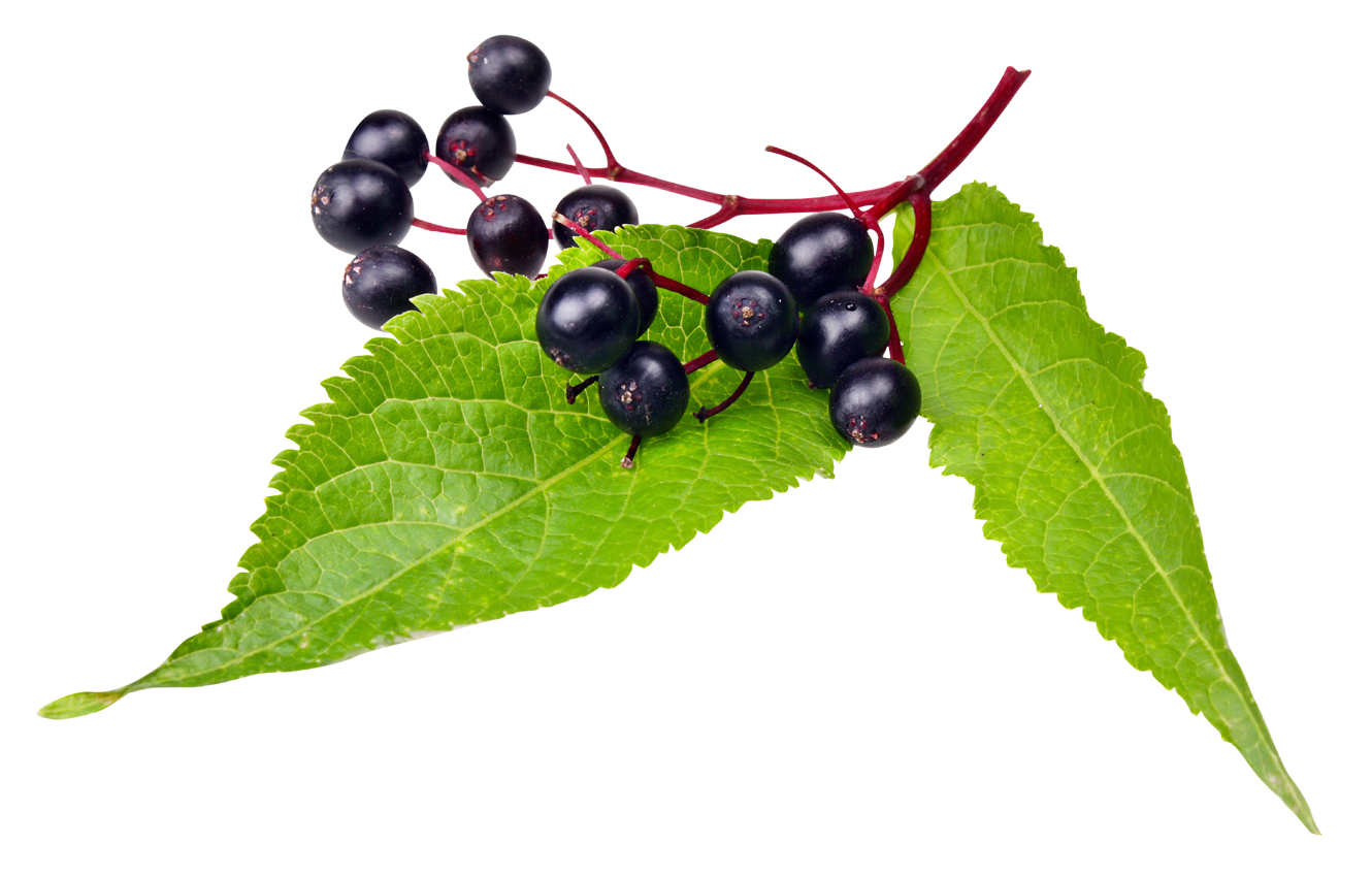 Elderberries