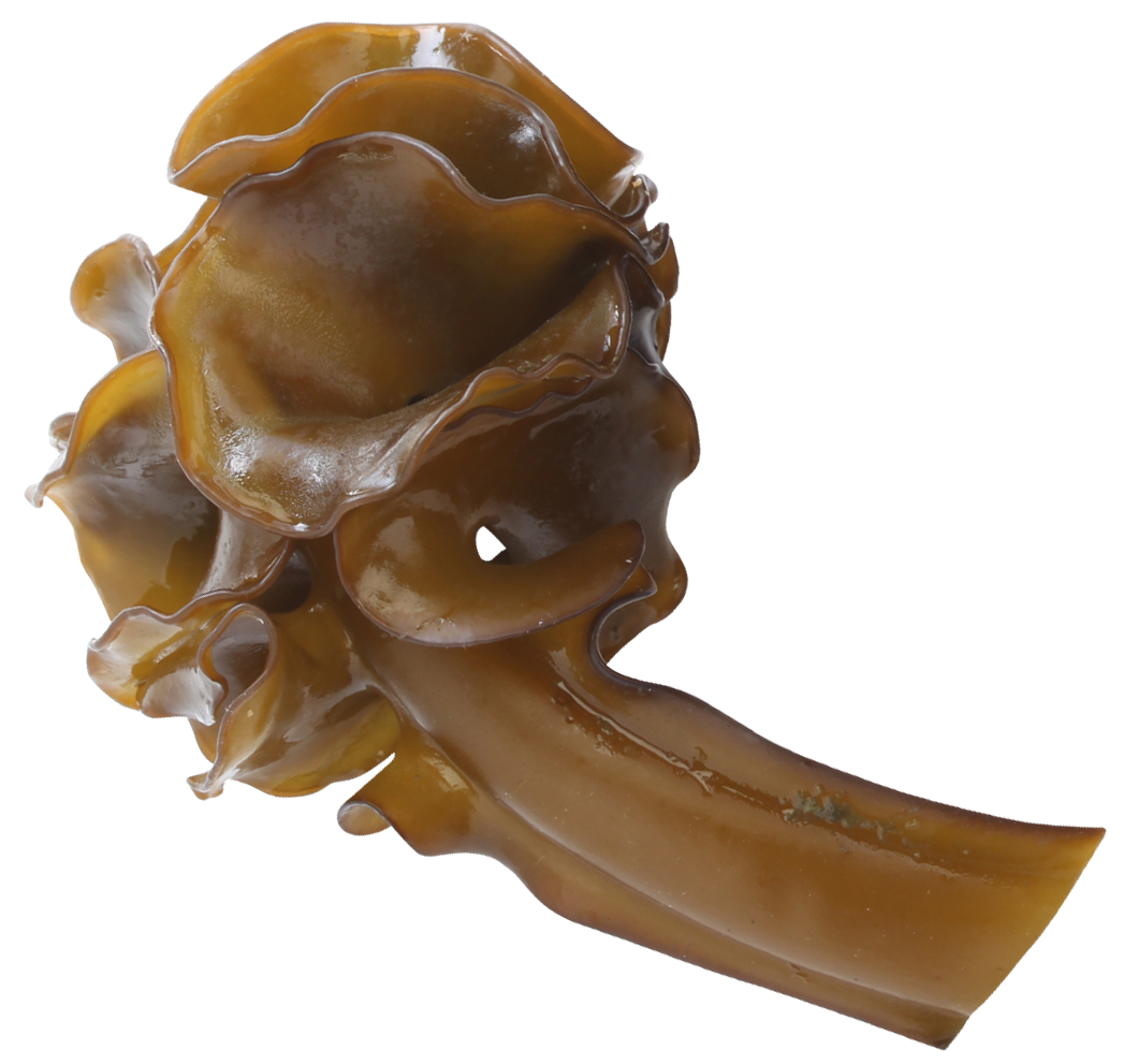 Seaweed representing fucoidan