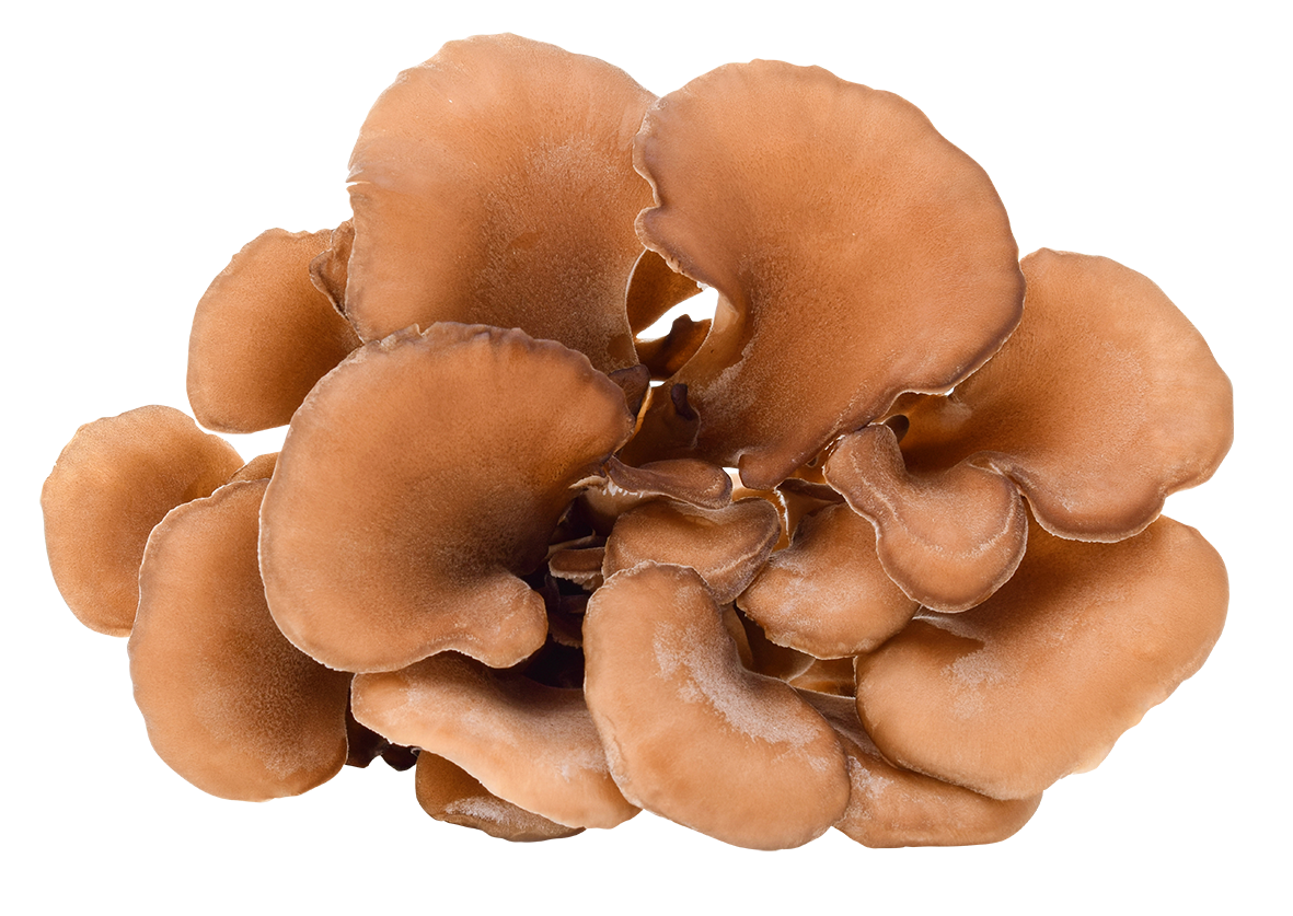Maitake mushroom extract