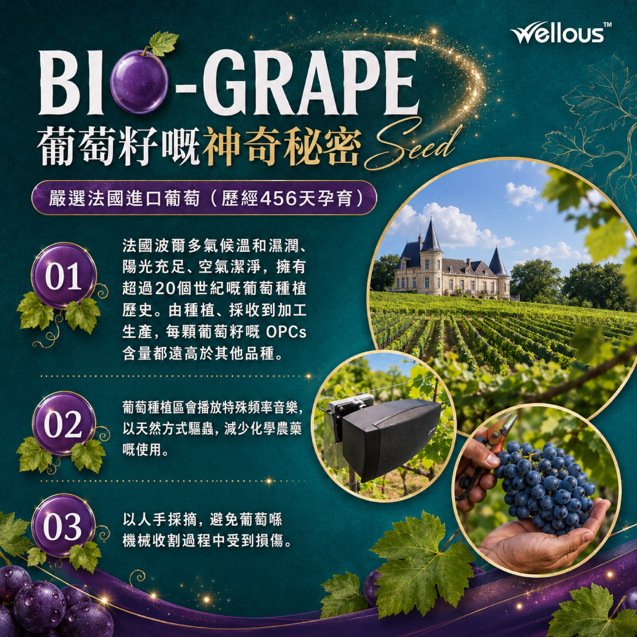 Bio葡萄籽 4