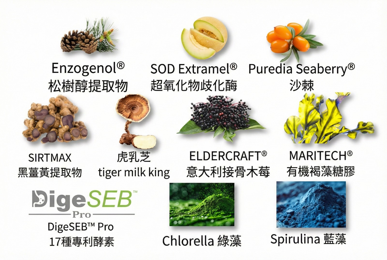 Wound / Eczema Lesion Healing Model